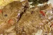Indulge in a Flavorful Turkey Wing Special or Food and Drink at Soulful Flavor (Up to 36% Off) - Second Medium