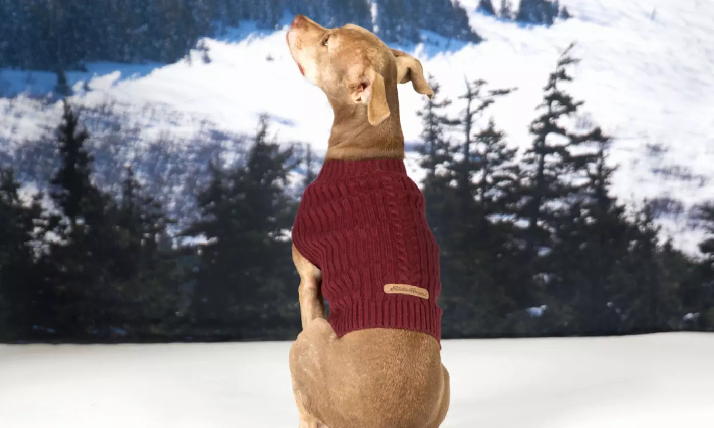 Eddie Bauer Dogs' Cable Sweater - Primary Image