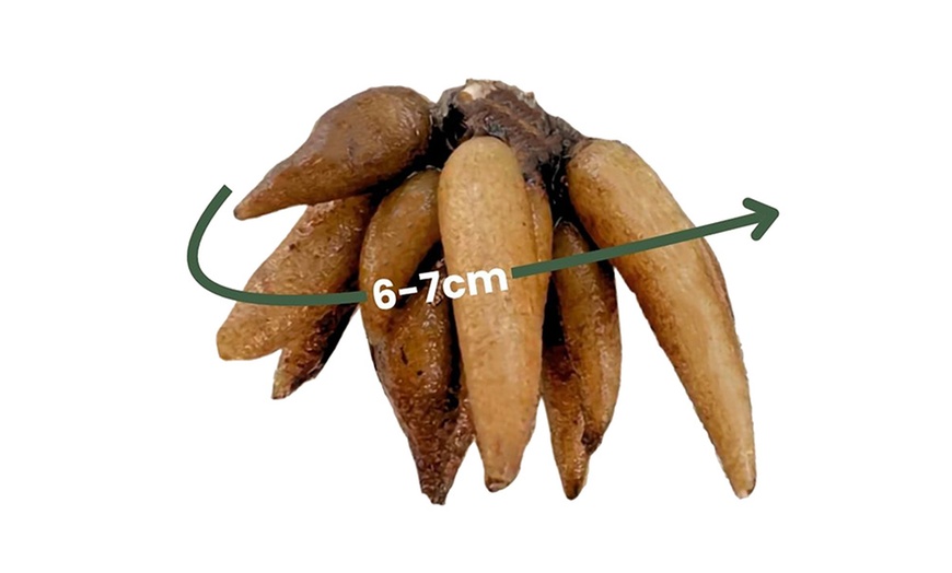 Image 7: Set van 80 ranonkelbollen van Rootz