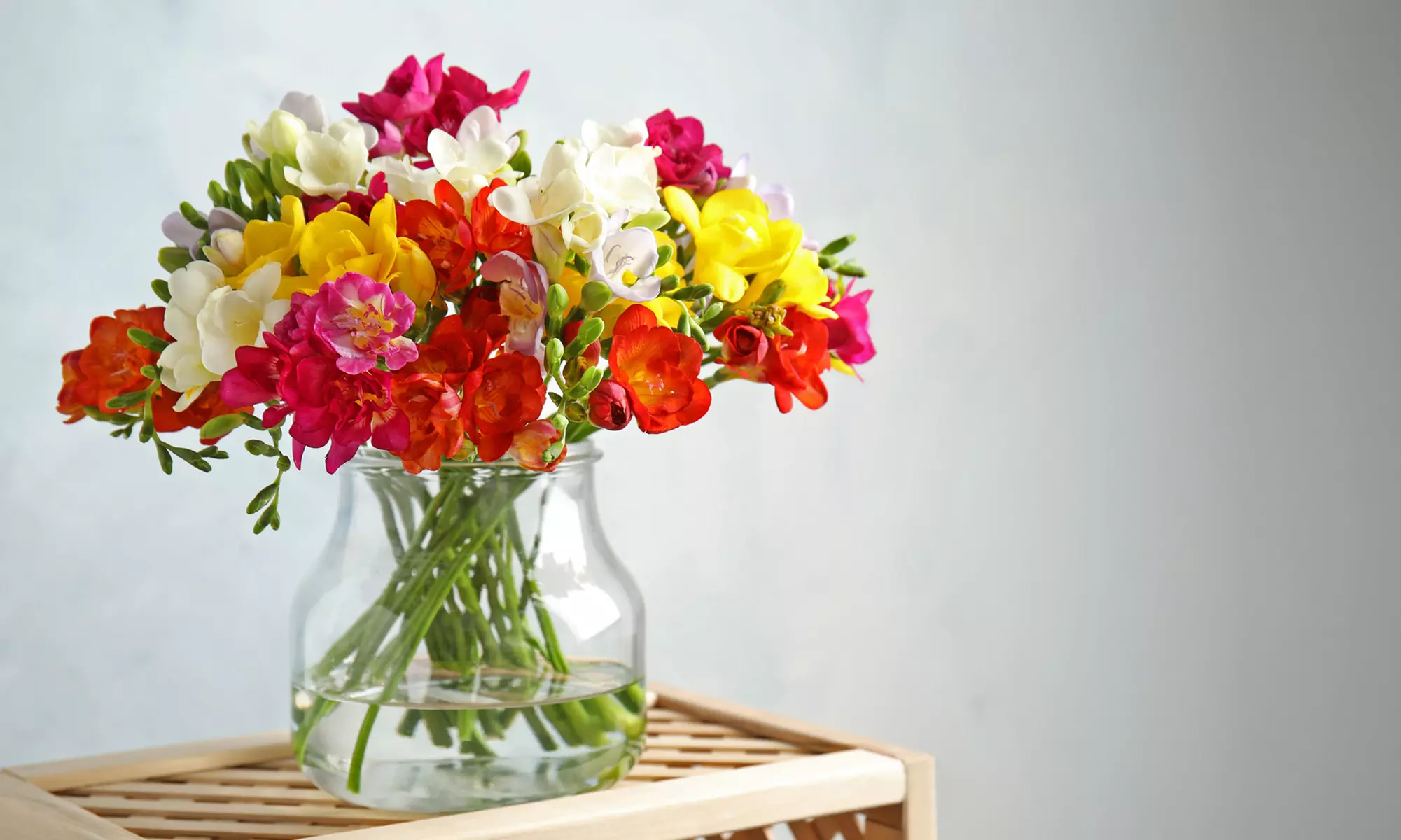Famously Fragrant Mixed Freesia Flower Bulbs Vibrant and Aromatic Blooms