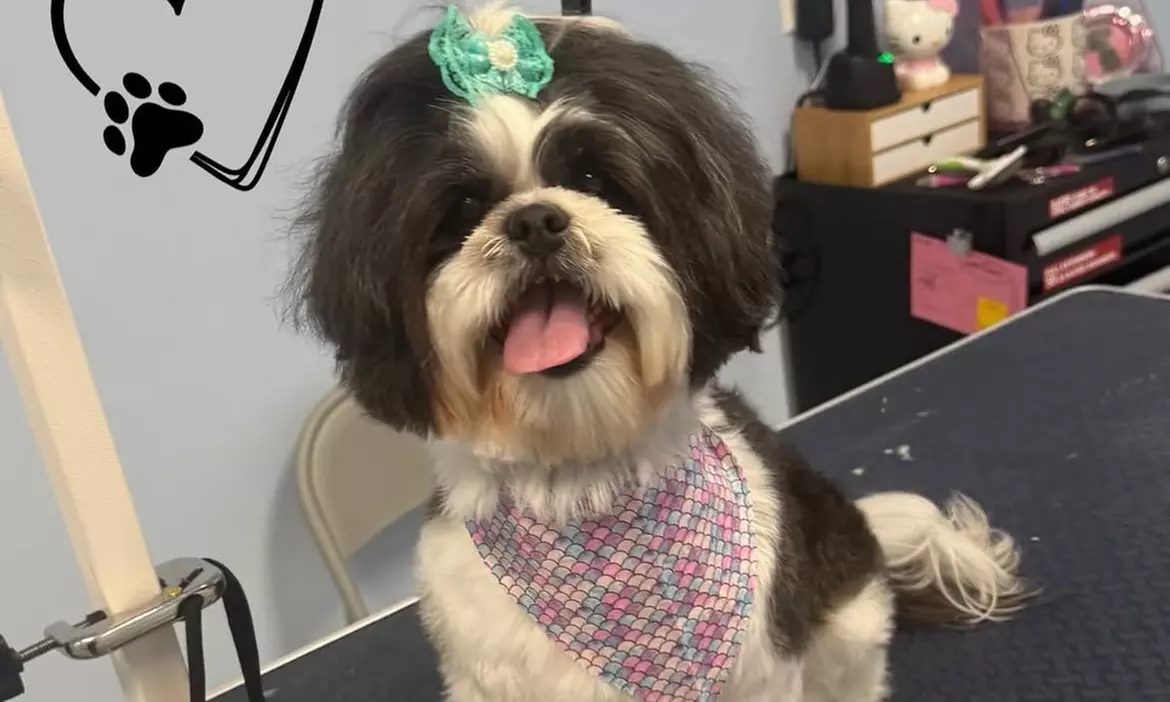 Spa Bath Package for Small, Medium, Large, or Extra Large Dog at The Shaggy Pup Pet Spa (Up to 35% Off) - Second Medium