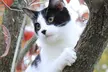 One 30-Minute Pet Photo Shoot at Glamour Shots (Up to 94% Off) . Two Options Available. - Second Medium