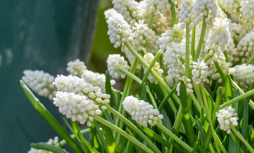 Image 5: Lote de 50, 100 o 200 bulbos de Muscari Armeniacum y White Magic