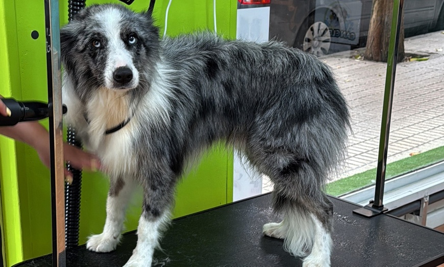 Image 7: Sesión de peluquería canina para perros hasta 6, 15 o 30 kg 