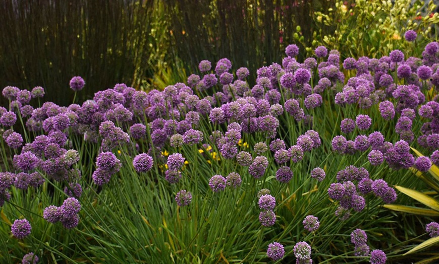 Image 3: Up to Three Allium 'Medusa' Plants 7cm