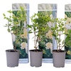 Image 2: Set van 3 hortensia planten