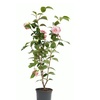 Image 2: 1 ou 2 arbustes de camélia du Japon XL de Gardenzo