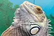 Explore Santa Fe's Bug and Reptile Museum with Admission for Up to Four People, Enjoy Up to  38% Off - Second Medium