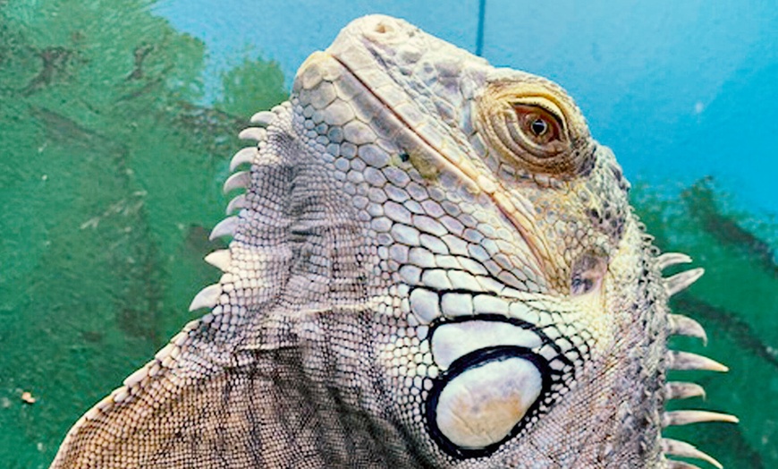 Image 3: Admission for Up to Four People to Santa Fe's Bug and Reptile Museum 