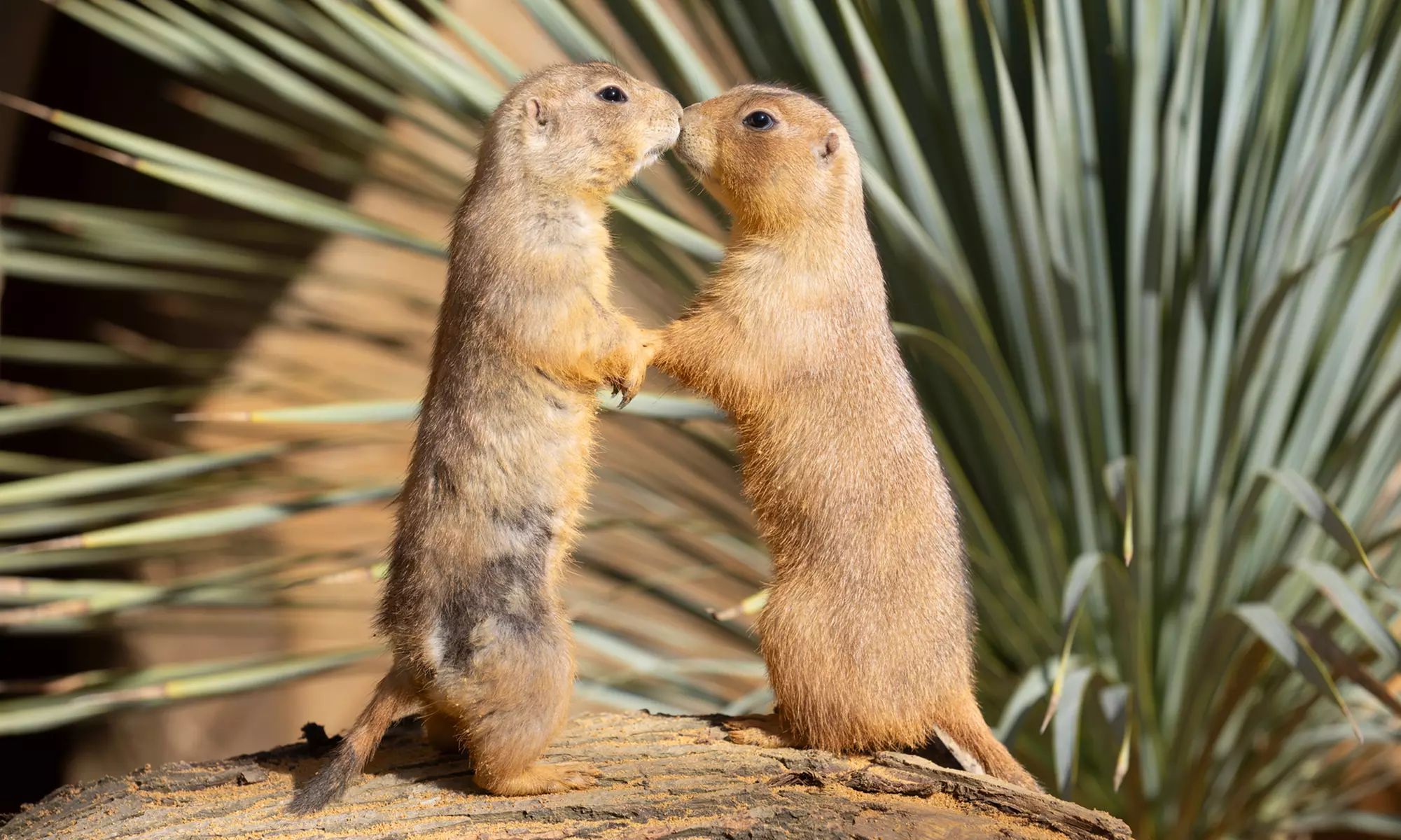 ZooParc de Beauval : 1 ou 2 jours pour un tour du monde animal