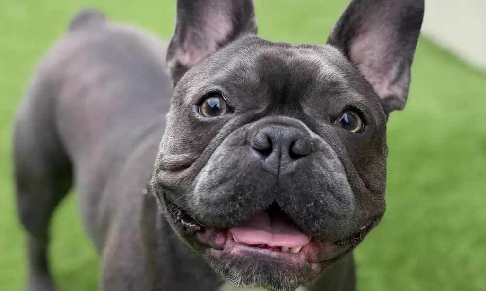 Full Day of Doggy Day Care Or Get $50 or $100 Credit Dog Grooming