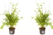 1, 2 of 4 Fargesia bamboe planten in maat naar keuze - Image 4
