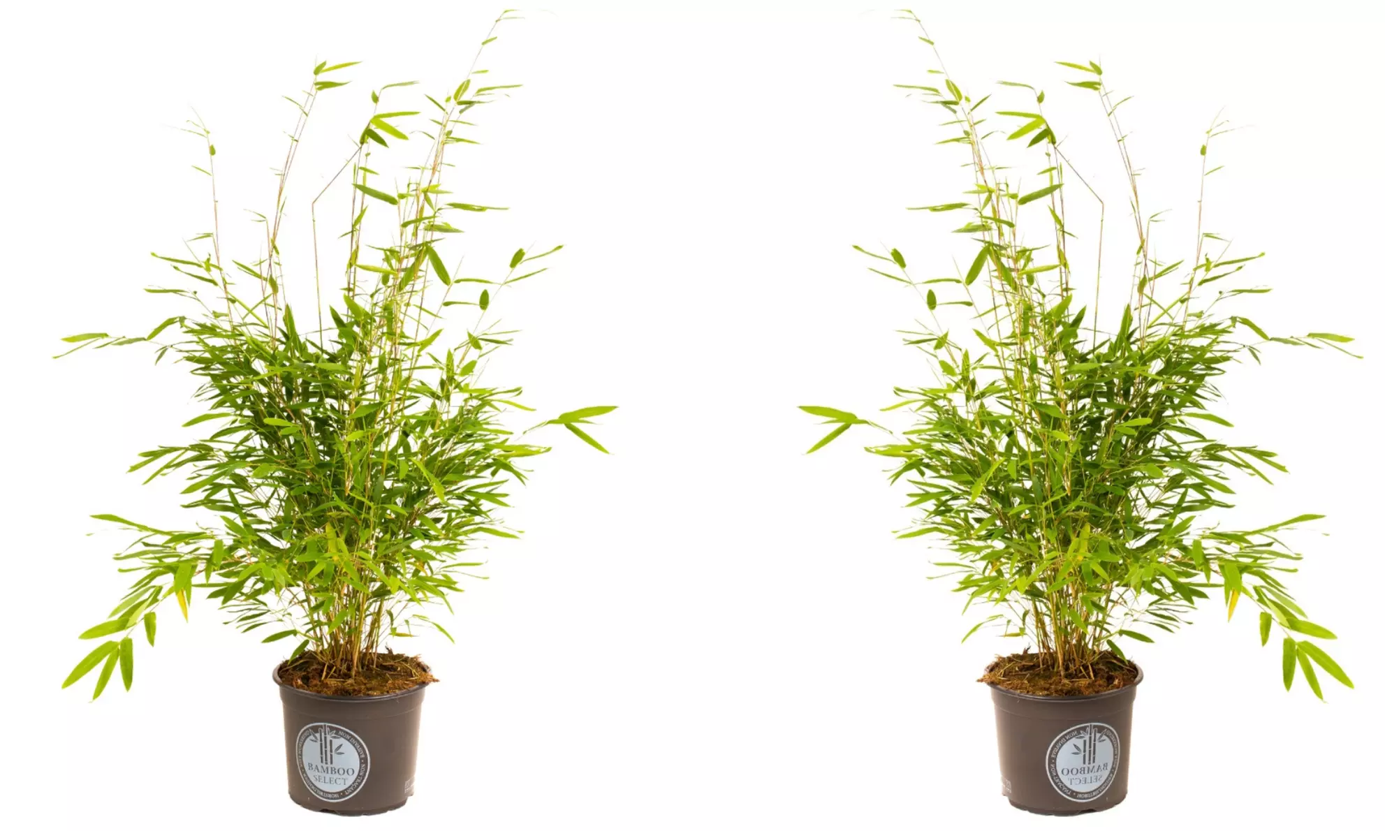 1, 2 of 4 Fargesia bamboe planten