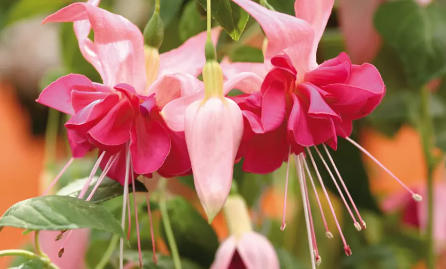 Image 13: Up to 100 Fuchsia Giant Mixed Collection Plants