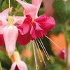 Image 13: Up to 100 Fuchsia Giant Mixed Collection Plants