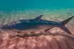 90-Minute Guided Snorkel Tour with Professional Photos for 1, 2, or 4 at Snorkel and Dive Tours (Up to 24% Off) - Second Medium