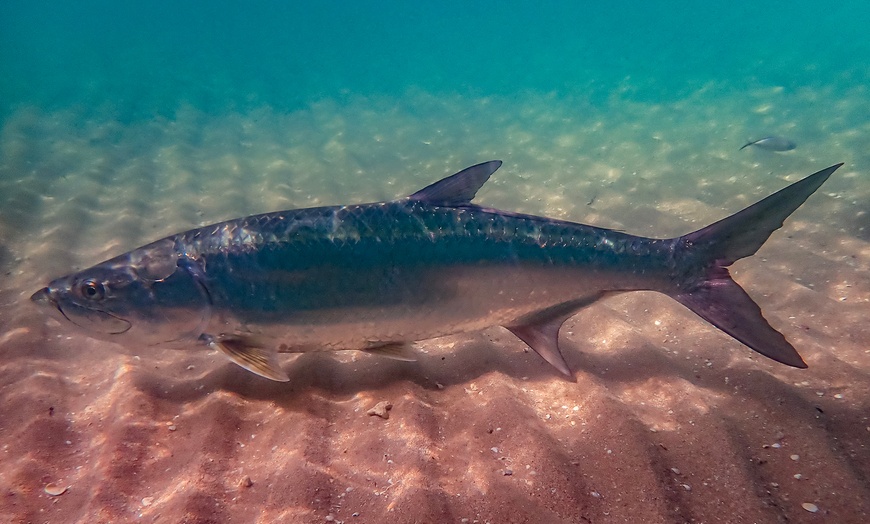 Image 6: 90-Minute Guided Snorkel Tour with Professional Photos for 1, 2, or 4