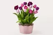 Luxury Lush House Plants from ProFlowers for Every Milestone Celebration (Up to 45% Off) - Second Medium