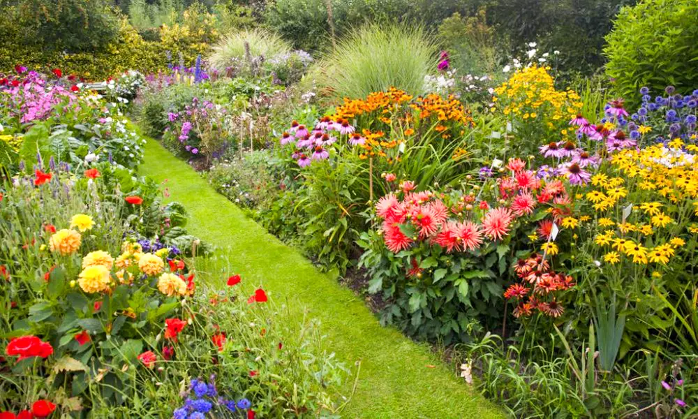 Lucky Dip Cottage Garden Perennial Plants - up to 36 Potted Plants