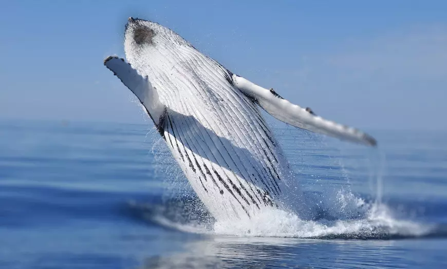 Image 1: Tickets to Whale Watching Cruise (Ages 6+)