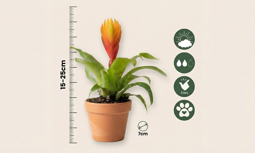 Image 7: 3 fiori Vriesea Dorado