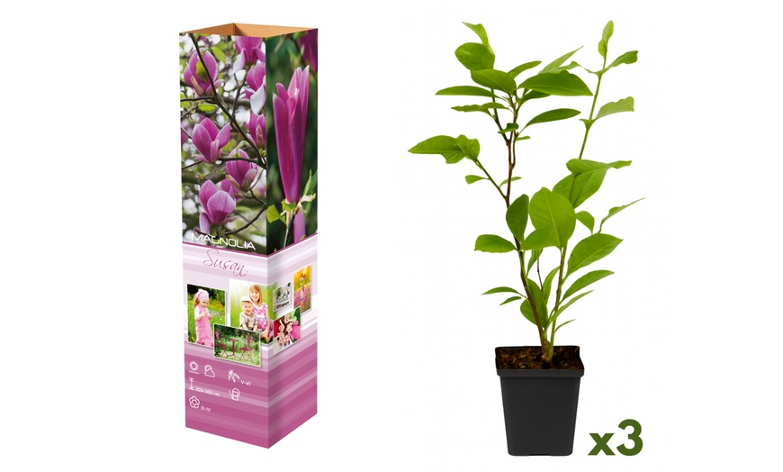 Image 6: Lot de 3 ou 6 Magnolia de la marque 
