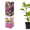 Image 6: Lot de 3 ou 6 Magnolia de la marque 