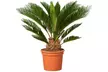 1x oder 2x kleiner oder großer Japanischer Sagopalmfarn - Second Medium