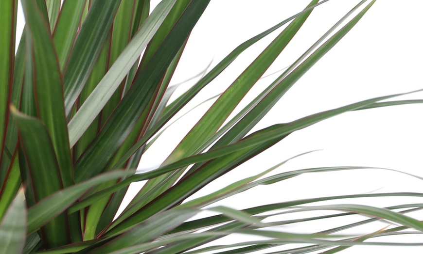Image 3: Plante Dracaena Marginata