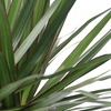 Image 3: Plante Dracaena Marginata