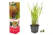 Set de 4 ou 8 graminées ornementales "Red Baron" de Gardenzo - herbe sanglante du Japon, 20 à 38 cm à la livraison - Image 2