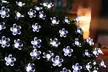 50 LED Multi-Coloured Solar Cherry Blossom Lights-Multi-color/Warm/White x1 or x2 (Up to 62% Off); Free Shipping - Second Medium