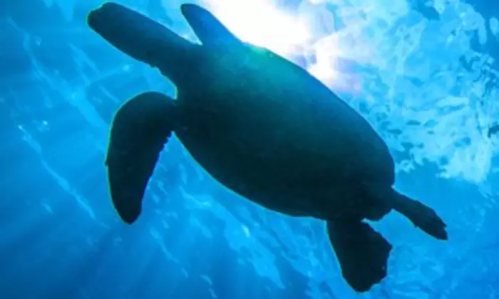 Clear Kayak Rentals & Tours – Ala Moana Beach Park, Honolulu