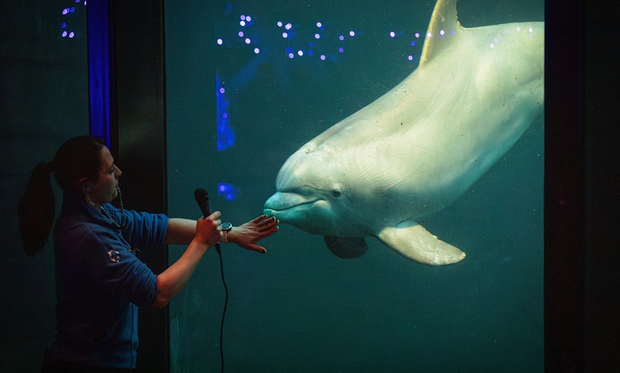 Image 9: Ontdek de dieren van de zee en neem zelf een duik in het Dolfinarium