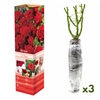 Image 2: Set rose Polyantha