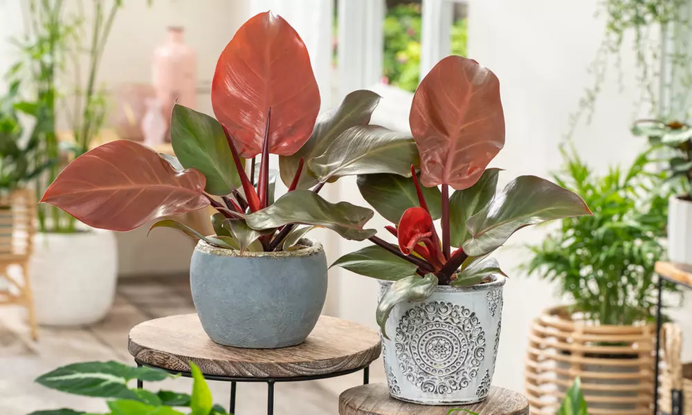 1 o 2 plantas de Filodendro Sun Light de Rootz para interiores - Primary Image