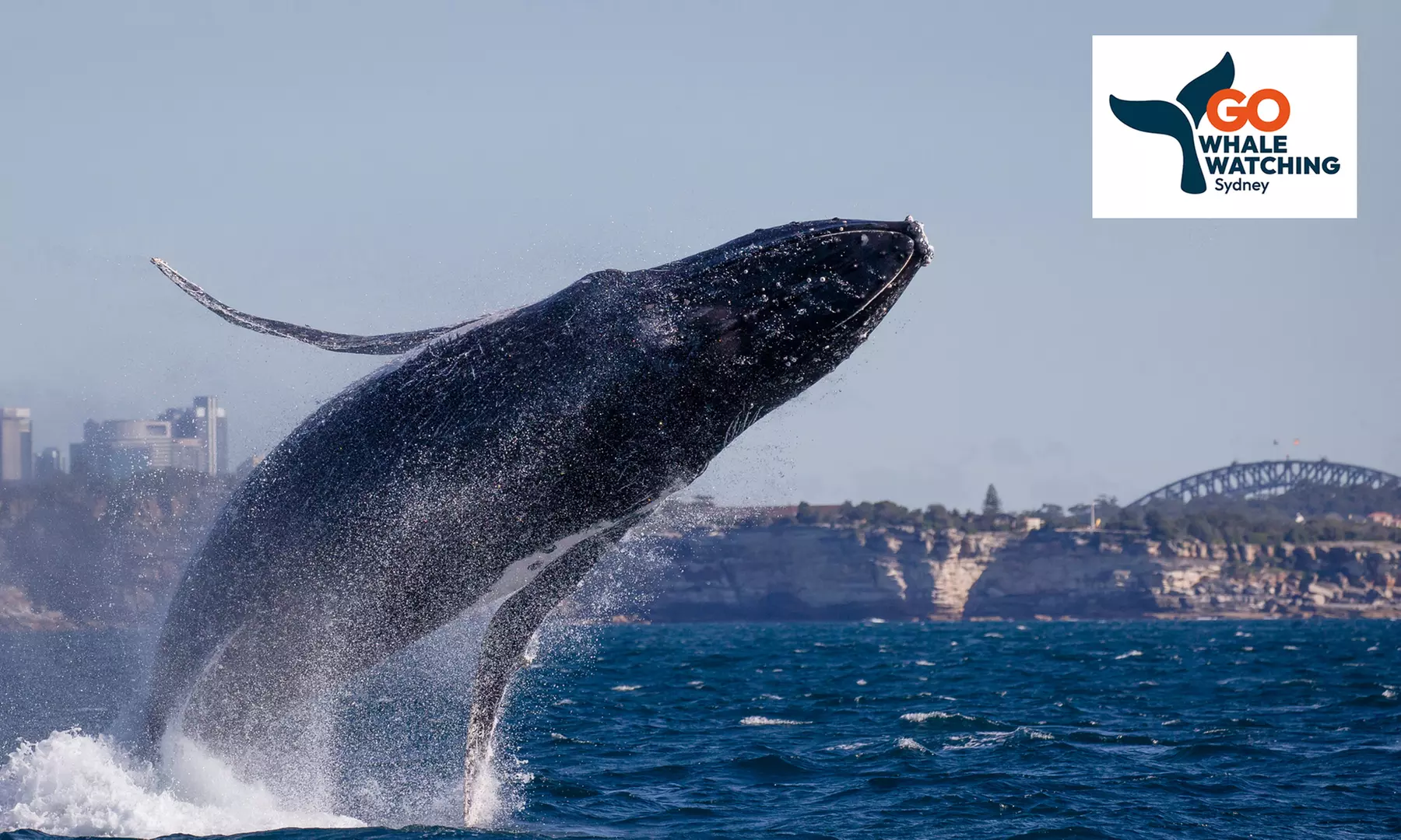 Weekday/Weekend Express 3 Hour Whale Watching Cruise with Refreshments