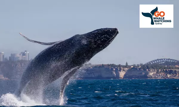 $48 Three Hour express whale watching cruise with tea, coffee or hot chocolate for one Child