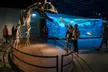 Discovery or All-Access Passes Including Antarctic Dinosaurs Exhibit at The Field Museum. Four Options Available. - Second Medium