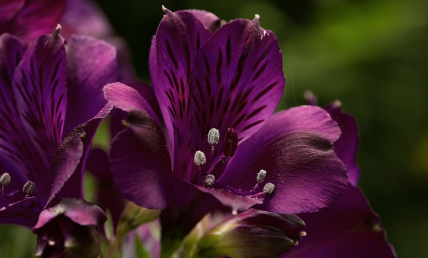 Image 13: Summer Flowering Alstroemeria Collections