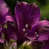 Image 13: Summer Flowering Alstroemeria Collections