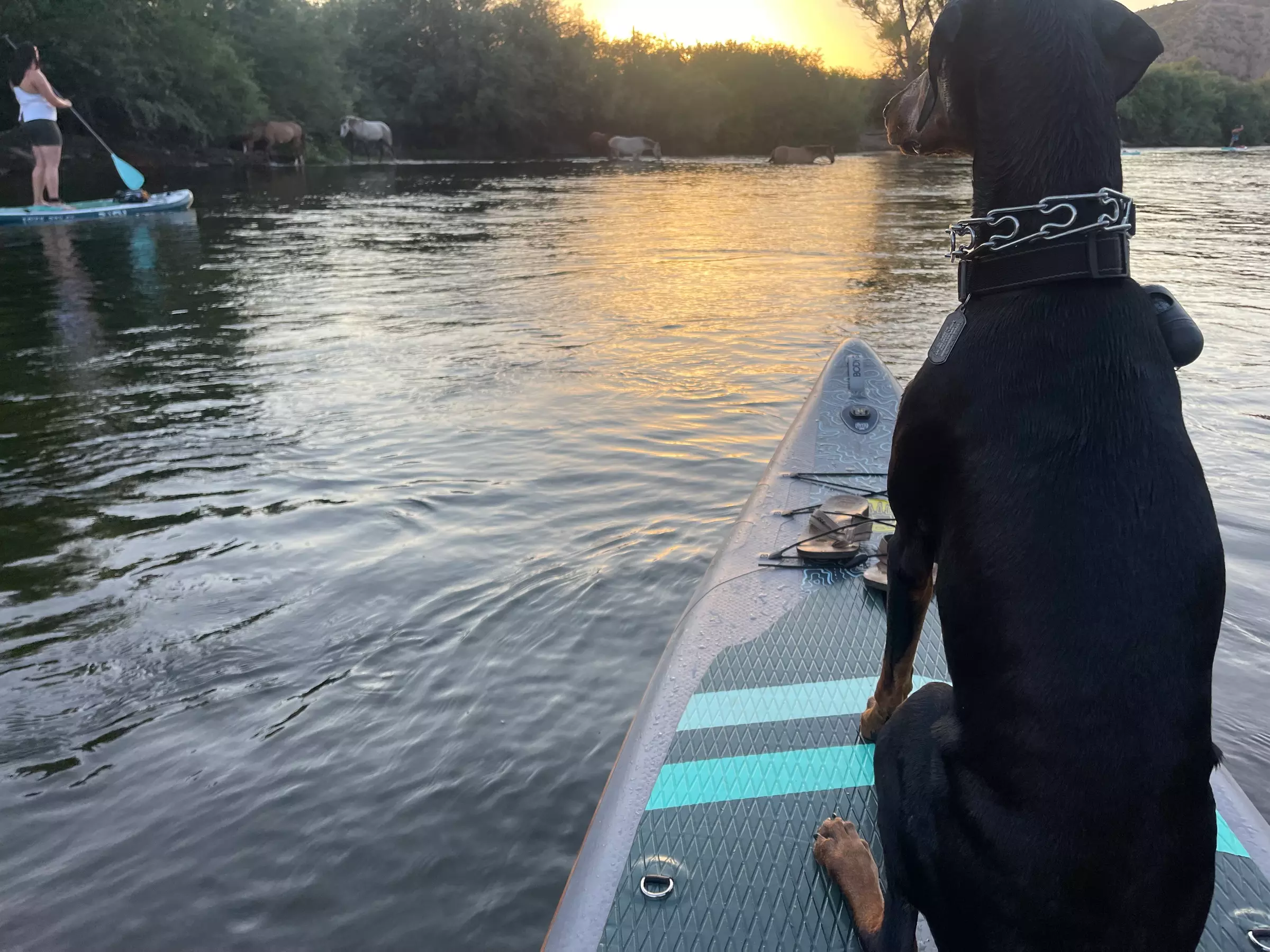 Full-Day Paddleboard Rental Offered for 1, 2, 3, or 4 People