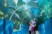 Get Oceanarium Experience for One Adult, Child, Senior or Family of 3, 4, or 5 at Oceanarium (Up To 25% Off) - Second Medium