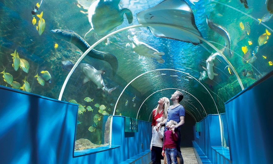 Image 6: Oceanarium Experience for One Adult, Child, Senior or Family of Upto 5