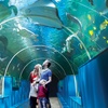 Image 6: Oceanarium Experience for One Adult, Child, Senior or Family of Upto 5
