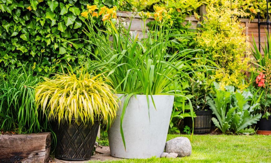 Image 5: Hemerocallis 'See You Tomorrow' - Potted or Bare Root Plants