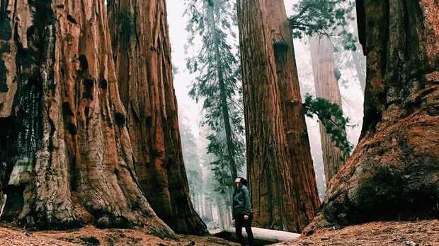 What to expect media