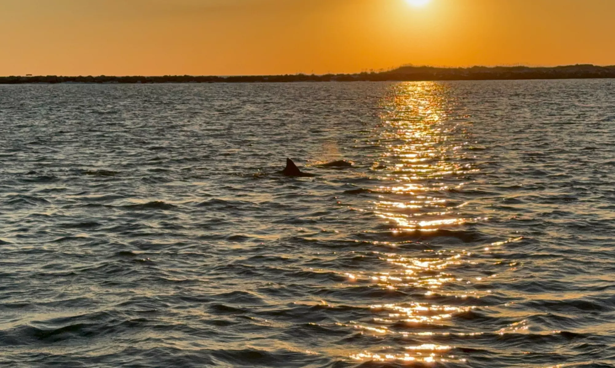 Crab Island & Dolphin Tours Fort Walton Beach