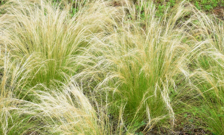 Image 7: Ensemble de plantes de bordure NatureNest Isa