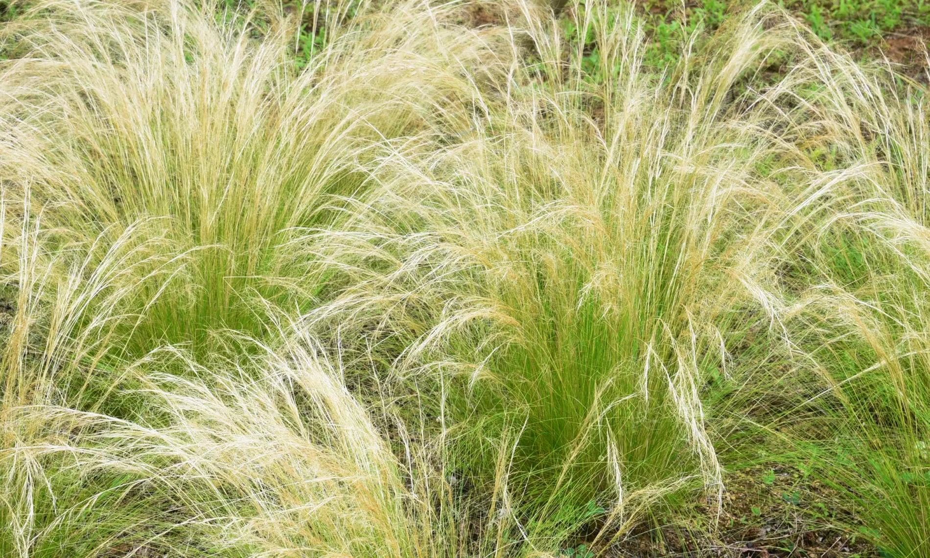 NatureNest borderplantenpakket Isa